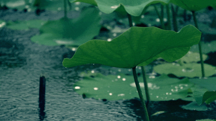 82ef250dbfde43408f6b60c663955524.gif